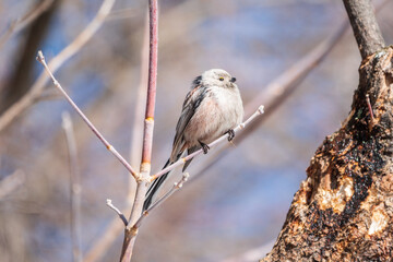 European long-tailed tit, latin name Aegithalos caudatus. A bird sitting on a branch in a deciduous forest.