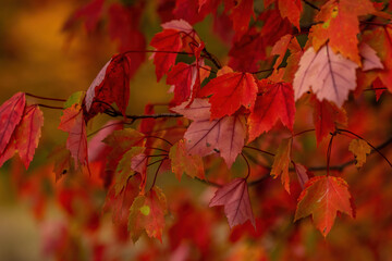Maple leaves in the Fall