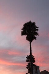 California Palm Trees Sunset