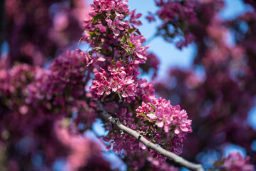 flowers in the garden