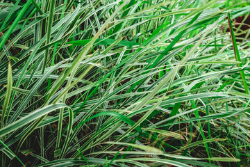 Ophiopogon jaburan vittatus