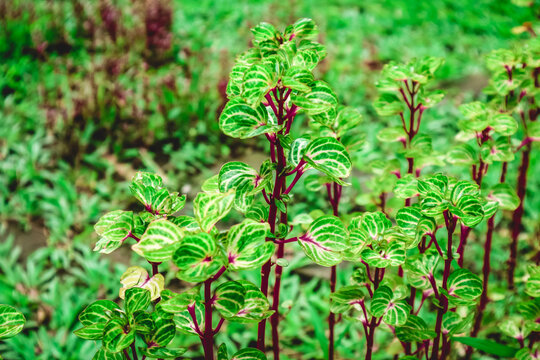 Alternanthera ficoidea botanical macro photography