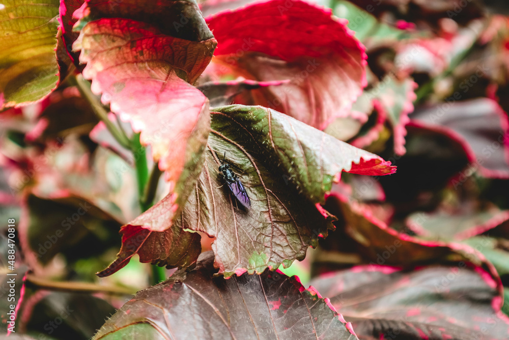 Sticker painted-leaf begonia, begonia rex botanical macro photography