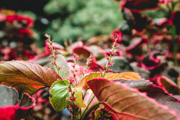 Painted-leaf begonia, Begonia rex botanical macro photography