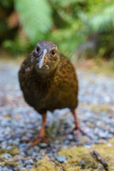 weka bird looking at camera