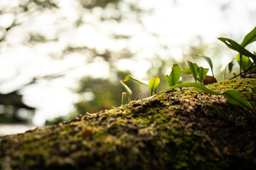 A small tree is growing on big tree branch with moss surface in rain forest or deep jungle environmental. Nature freshness. Close-up and selective focus.