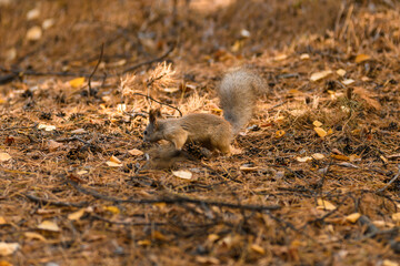Squirrel sits on the ground in the autumn forest. Autumn landscape