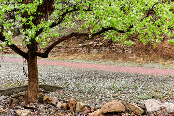 In spring, the mountain village with pear flowers in full bloom