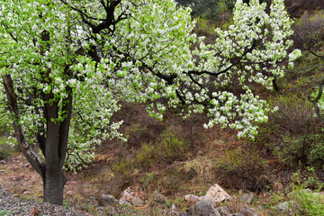 In spring, the mountain village with pear flowers in full bloom