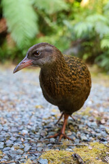 weka bird