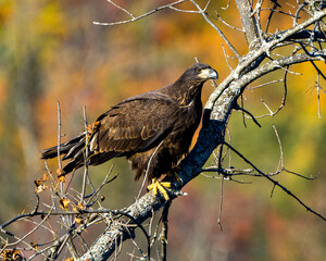 Bald Eagle Stock Photo & Image. Juvenile Bald Eagle perched with a autumn blur background in its environment and habitat surrounding and displaying its dark brown plumage, yellow talons.