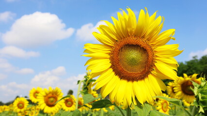 Sunflower with blue sky. Beautiful landscape of yellow sunflowers in abundance in bloom in a natural field on blue sky background with white clouds with copy space. Selective focus