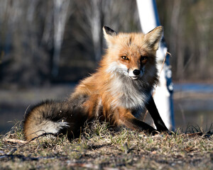 Red Fox Photo Stock. Fox Image. Sitting with a blur background in the springtime  in its environment and habitat displaying bushy tail.Picture. Portrait.