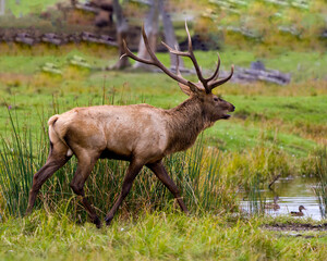 Elk Stock Photo and Image. Male walking by water with ducks and displaying large antlers and brown colour fur coat in its environment and habitat surrounding. Wapiti.