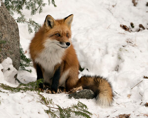 Obraz premium Red Fox Stock Photos. Fox Image. Picture. Portrait. Close-up profile view in the winter season in its environment and habitat with snow background displaying bushy fox tail, fur.