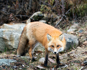 Red Fox Photo Stock. Fox Image. Close-up looking at camera in the spring season with blur forest...