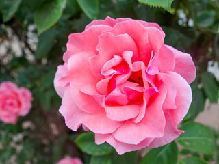 Pink roses and roses in full bloom in spring