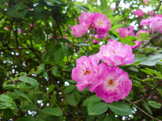 Pink roses and roses in full bloom in spring