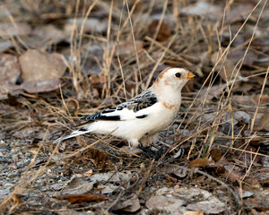 Snow bunting Photo Stock. close-up, foraging for food with a blur brown leaves background and enjoying its environment and habitat. Image. Picture. Portrait.
