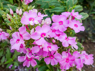 In spring, colorful and beautiful flowers bloom in the garden