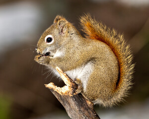 Squirrel Photo and Image. Close-up profile side view in the forest standing on a branch tree with a blur background displaying its brown fur, paws, bushy tail, in its habitat and environment. Image. 