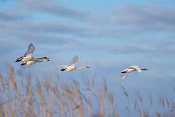 枯れ野を低く飛ぶ白鳥