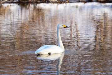 冬の川の一羽の白鳥