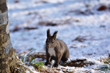 顔に雪がついたリス