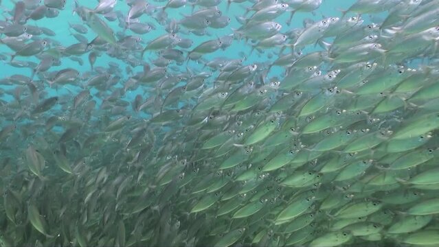 school of silvery fish in clear blue water in Caribbean sea