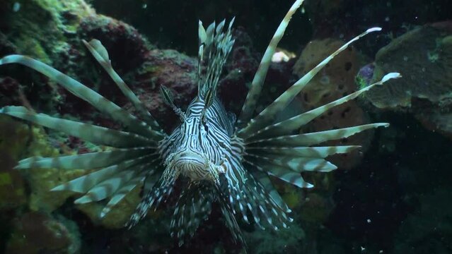 lionfish display wings to camera while turning underwater on healthy coral reef in Caribbean sea