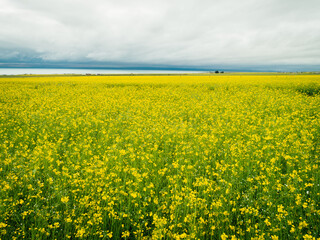 Obraz premium Aerial view of yellow cole flowers flowering in the lakeside of qinghai lake,China
