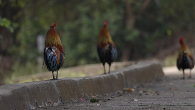 Tele photo scene of colorful chickens standing on road side ledge- Koh Samui island in Thailand