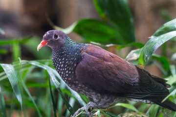 Pigeon Dove in plants close-up