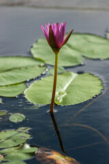 Pink water lily in nature light