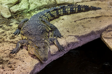 Big crocodile on the gray rock