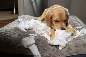 Golden retriever puppy chewing and tearing toilet paper making a mess