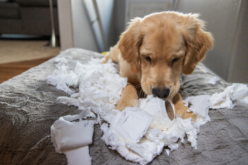 Golden retriever puppy chewing and tearing toilet paper making a mess