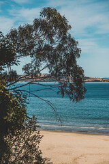 beautiful scenary of the Pacific Ocean and thick native vegetation shot from a vantage point during...