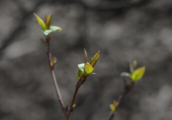 Just hatched tender green leaves on a tree branch in early spring against a natural gradient background. close-up with selective focus. Nature wakes up after a long winter. Russia, Ural 