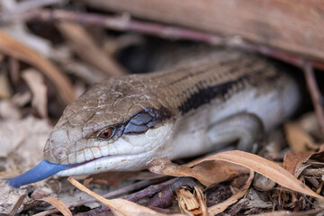 Beautiful blue tongued skink walking on a forest floor in Victoria, Australia