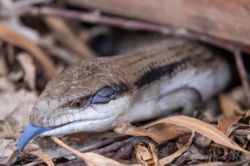 Beautiful blue tongued skink walking on a forest floor in Victoria, Australia