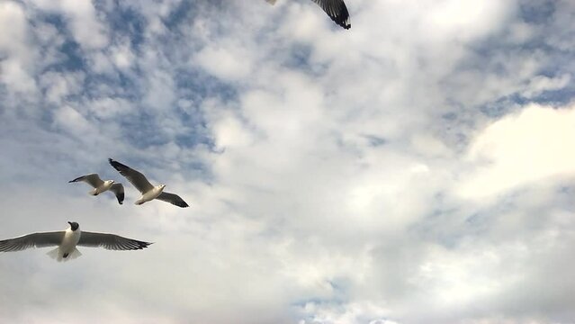 Seagulls flying in the gray clean sky.slow-motion Flock of seagulls flying across the sky soaring.