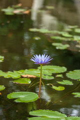 Purple water lily in pond