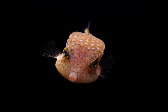 ハコフグ の画像 3 053 件の Stock 写真 ベクターおよびビデオ Adobe Stock