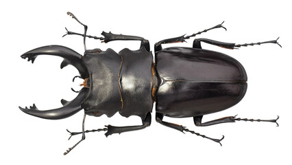 Stag Beetle Odontolabis alces (Fabricius, 1775)