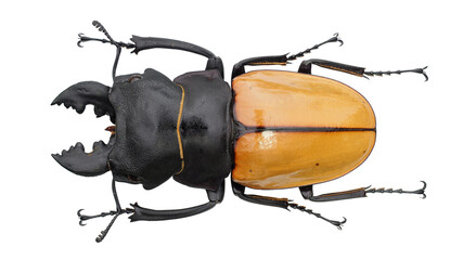 Stag Beetle Odontolabis castelnaudi