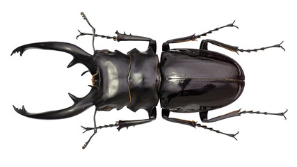 Stag Beetle Odontolabis dalmani intermedia Van de Poll, 1889