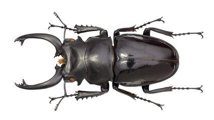 Stag Beetle Odontolabis siva (Hope & Westwood, 1845)