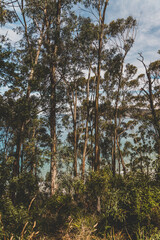 Fototapeta premium beautiful scenary of the Pacific Ocean and thick native vegetation shot from a vantage point during a hike in Southern Tasmania