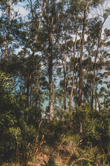 beautiful scenary of the Pacific Ocean and thick native vegetation shot from a vantage point during a hike in Southern Tasmania